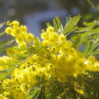 8 marzo: quando regalare un rametto  di mimosa veniva considerato un  gesto “atto a turbare l'ordine pubblico”