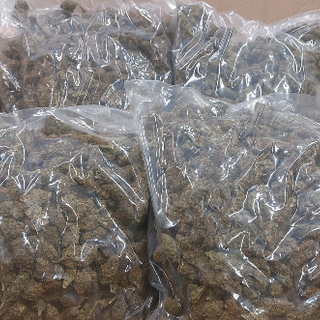 Marijuana e hashish, la polizia trova 100 chili di droga in due case: arrestati due pusher