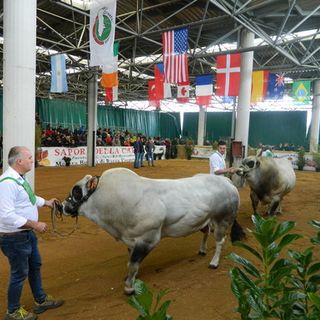 Dal 5 al 7 novembre al Mercato Ingrosso Alimentare di Cuneo torna la Mostra Nazionale dei Bovini di Razza Piemontese