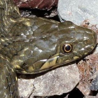 immagine di repertorio