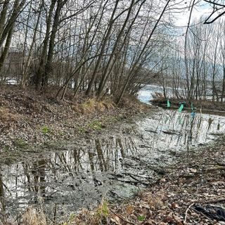 Gli orti abusivi cinesi lungo lo Stura