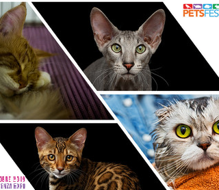 Partecipa al contest “Il misterioso mondo felino” con Petsfestival
