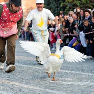 &quot;Fiere, sagre, corse con animali: eventi storici o maltrattamento?&quot;