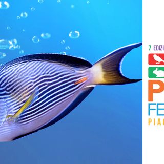 A Petsfestival c’è la più grande fiera di acquari d’Italia