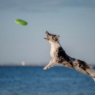 Petsfestival 2021: una fiera dedicata ai cani e alle loro attitudini