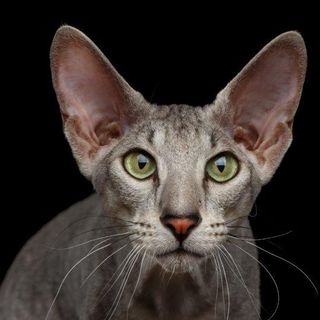 Petsfestival 2021: il gatto è sempre più protagonista