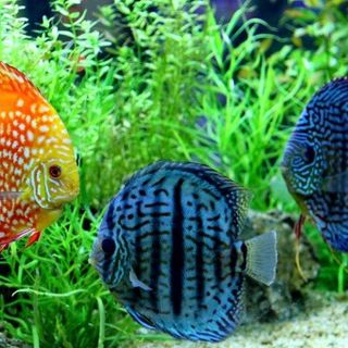 Petsfestival 2021: l’acquariologia è di casa Petsfestival 2021: l’acquariologia è di casa