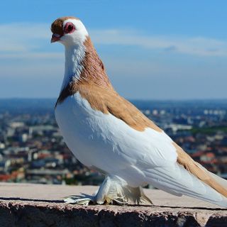 Guarda in cielo, vola alto!