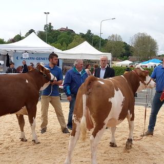 La Pezzata Rossa in vetrina a Caselette domenica 14 aprile