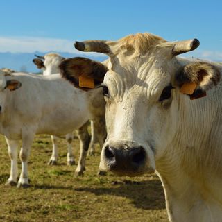 Carmagnola 38^ Mostra provinciale dei bovini di razza Piemontese