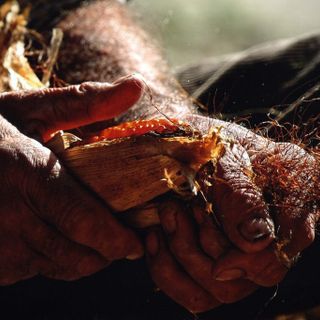L'antico mais Pignoletto rosso in festa a Banchette tra passato e presente