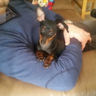 Rivoli, ieri smarrito un pinscher