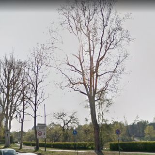 Nel fine settimana saranno abbattuti in corso Moncalieri sei platani colpiti da cancro colorato