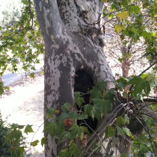 Abbattuto un platano nel giardino Guglielminetti