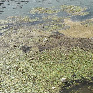 L'agonia del Po. "C'è bisogno di un ritorno alla civiltà". (FOTO E VIDEO)