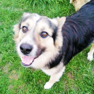 Rino, piccantino mix Border-Husky di 2 anni, cerca un nuovo padrone