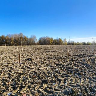 Carmagnola, riparte la riforestazione del bosco del Gerbasso Carmagnola, riparte la riforestazione del bosco del Gerbasso