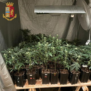 piante di marijuana
