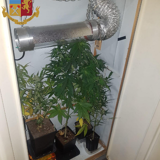 Nascondono nell'armadio una serra per la coltivazione di marijuana: arrestati due fratelli