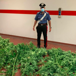 Coltiva marijuana nel giardino di casa, arrestato dai carabinieri il &quot;contadino della droga&quot; [VIDEO]
