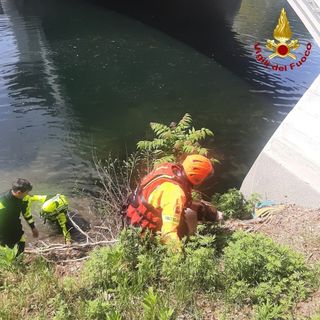 cane salvato dai vigili del fuoco