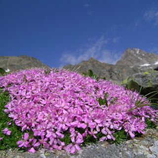 Se l'avanzata del verde non è una buona notizia: al Gran Paradiso la vegetazione sta divorando i ghiacciai