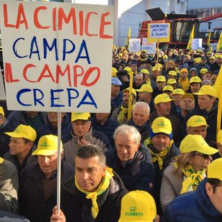 Coldiretti sulla cimice asiatica: &quot;Attivare urgentemente task force e misure di prevenzione”