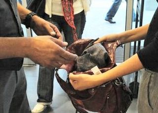 Torino: tenta più colpi in diversi negozi