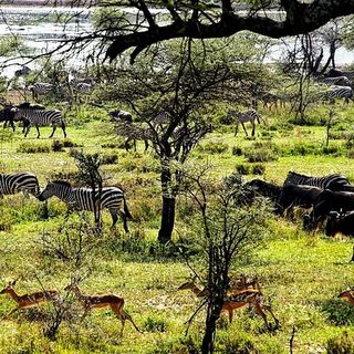 Quanto costa un safari in Tanzania: prezzi e informazioni utili per organizzare la tua avventura nella savana