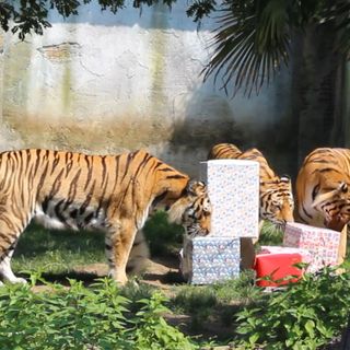 Al bioparco Zoom grande festa per il compleanno delle tigri