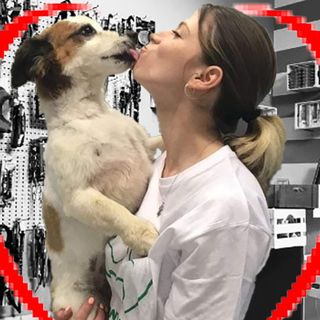 Fase due, da lunedì riapriranno in Piemonte anche le attività di toelettatura per animali domestici