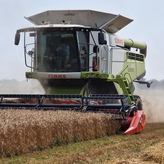 Trebbiatura del grano