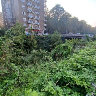 Il trincerone di Barriera di Milano si trasforma da discarica a giungla