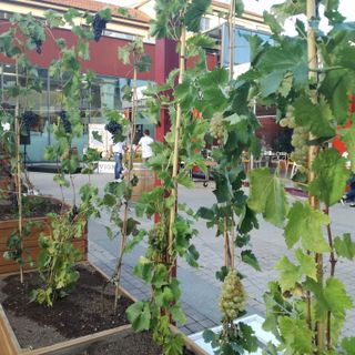 Vigne-TO, a Nizza Millefonti la prima vigna urbana (VIDEO)