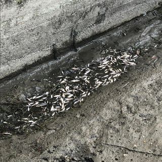 Virle Piemonte: un guasto all’origine della strage di pesci
