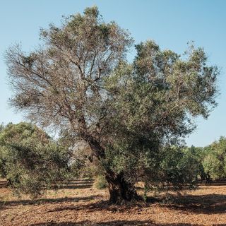 Cambiamenti climatici: Agroinnova in prima linea per l’Anno Internazionale della salute delle piante