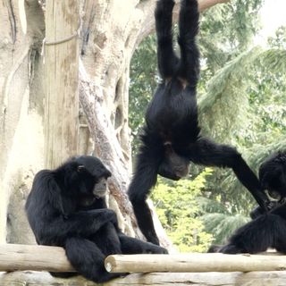 Al bioparco ZOOM Torino grande festa nella famiglia di Siamanghi
