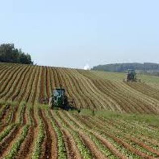 Confagricoltura Piemonte: &quot;Serve manodopera, diamo la possibilità di lavorare anche a chi percepisce il reddito di cittadinanza&quot;