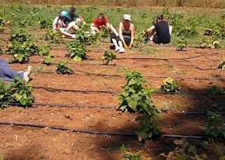 Nuova Giunta regionale, Coldiretti: &quot;Pronti a lavorare in sinergia per il futuro del cibo Made in Piemonte&quot;