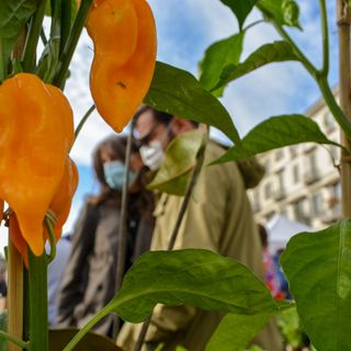Appuntamento domenica con AgriFlor, tra virtuale e reale un piccolo spazio di colore in città
