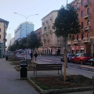 Nuovi alberelli piantumati in via Nizza