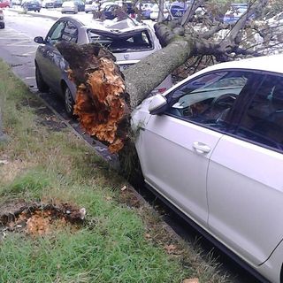Maltempo, notte movimentata per alberi e pali caduti: 160 interventi dei vigili del fuoco