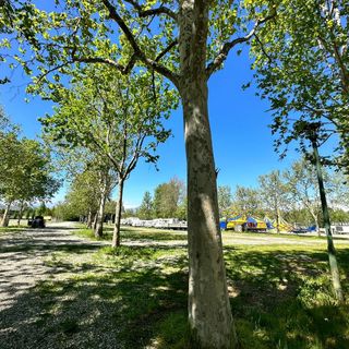 Giornata degli alberi, Coldiretti Piemonte: “SOS verde urbano con 23,7 mq a testa a Torino”