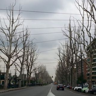 Al via domani la potatura dei platani di corso Unione: modifiche al traffico e ai mezzi pubblici