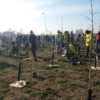 Il futuro non si brucia. Oggi anche in Piemonte la Festa dell'Albero