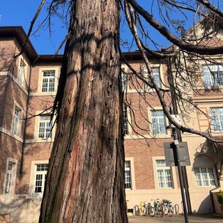Collegno, necessario l'abbattimento di 22 alberi malati