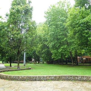 Orbassano, la denuncia del M5S: &quot;Il Comune rinuncia a 100 alberi&quot;