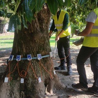 Attenzioni e cure straordinarie per gli alberi del giardino Lamarmora di via Cernaia