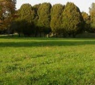Torino e la sua prima cintura diventano ancora più verdi: 280mila euro dalla Compagnia di San Paolo