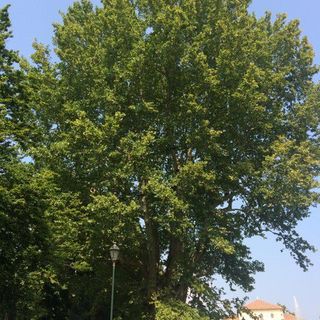 Controllata la stabilità degli alberi dei giardini Cavour, due saranno abbattuti Controllata la stabilità degli alberi dei giardini Cavour, due saranno abbattuti